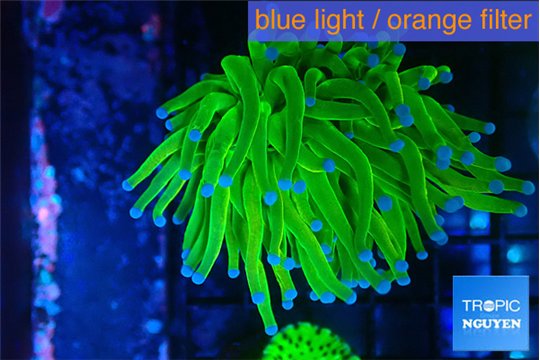 Euphyllia glabrescens Holly grail 4-7 cm WYSIWYG acclimaté