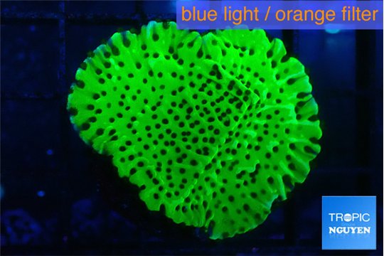 Montipora lucky charmz 2-3 cm WYSIWYG acclimaté