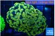 Euphyllia paraancora electro 4-7 cm WYSIWYG acclimaté