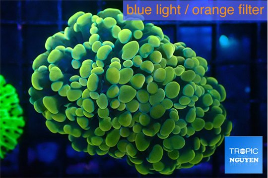 Euphyllia paraancora electro 4-7 cm WYSIWYG acclimaté