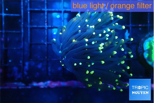 Euphyllia glabrescens jocker 4-7 cm WYSIWYG acclimaté