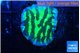 Merulina neon green 2-3 cm WYSIWYG acclimaté