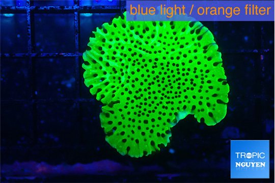 Montipora lucky charmz 2-3 cm WYSIWYG acclimaté