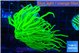 Euphyllia glabrescens Holly grail 5-8 cm WYSIWYG acclimaté