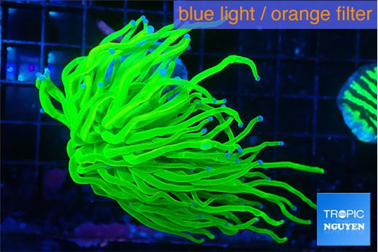 Euphyllia glabrescens Holly grail 5-8 cm WYSIWYG acclimaté