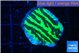 Merulina neon green 2-3 cm WYSIWYG acclimaté