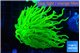 Euphyllia glabrescens Holly grail 4-7 cm WYSIWYG acclimaté