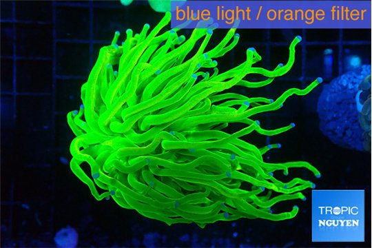Euphyllia glabrescens Holly grail 4-7 cm WYSIWYG acclimaté