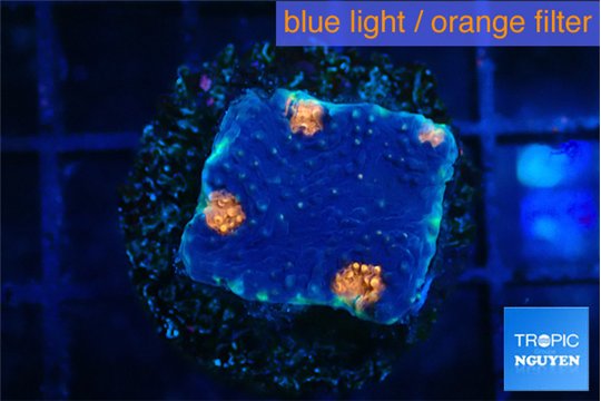 Acanthastrea eruption 1-2 cm WYSIWYG acclimaté