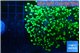 Euphyllia yayaemaensis green 4-8 cm WYSIWYG acclimaté