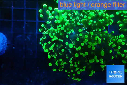 Euphyllia yayaemaensis green 4-8 cm WYSIWYG acclimaté