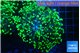 Euphyllia yayaemaensis green 4-8 cm WYSIWYG acclimaté