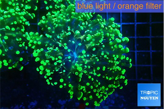 Euphyllia yayaemaensis green 4-8 cm WYSIWYG acclimaté