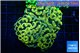 Euphyllia paraancora electro 5-8 cm WYSIWYG acclimaté