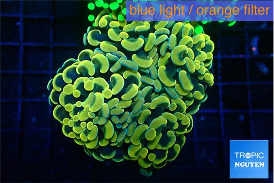 Euphyllia paraancora electro 5-8 cm WYSIWYG acclimaté