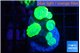 Caulastrea neon green 5-6 polyps WYSIWYG acclimaté