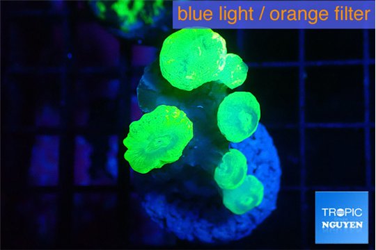 Caulastrea neon green 5-6 polyps WYSIWYG acclimaté