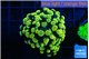 Euphyllia paraancora electro 3-5 cm WYSIWYG acclimaté