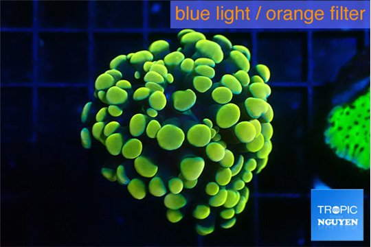 Euphyllia paraancora electro 3-5 cm WYSIWYG acclimaté