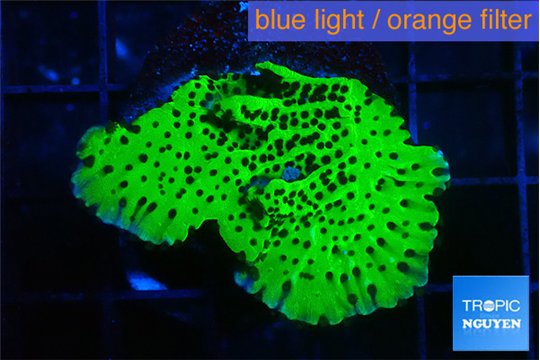 Montipora lucky charmz 3 cm WYSIWYG acclimaté