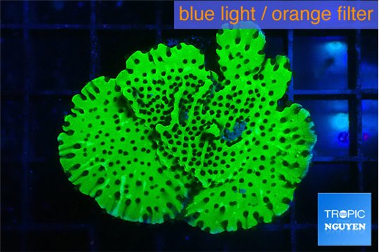 Montipora lucky charmz 3-4 cm WYSIWYG acclimaté