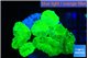 Caulastrea neon green 7-9 polyps WYSIWYG acclimaté