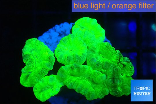 Caulastrea neon green 7-9 polyps WYSIWYG acclimaté