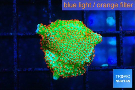 Montipora red fire forest 1-2 cm WYSIWYG acclimaté