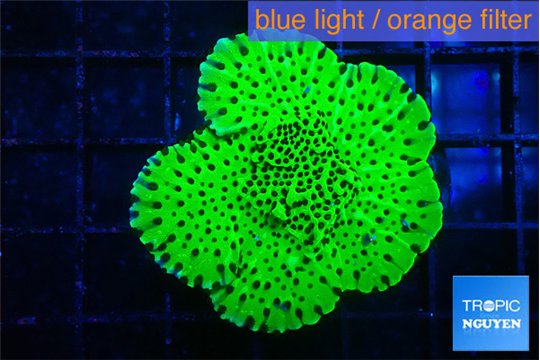 Montipora lucky charmz 3 cm WYSIWYG acclimaté