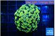 Euphyllia paraancora electro 3-6 cm WYSIWYG acclimaté