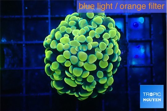 Euphyllia paraancora electro 3-6 cm WYSIWYG acclimaté