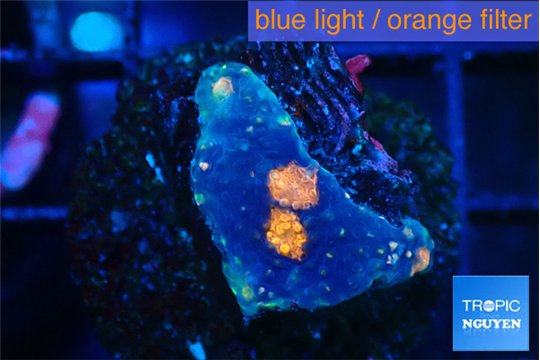 Acanthastrea eruption 2 cm WYSIWYG acclimaté