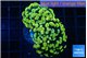 Euphyllia paraancora electro 4-6 cm WYSIWYG acclimaté