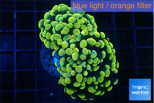 Euphyllia paraancora electro 4-6 cm WYSIWYG acclimaté