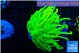 Euphyllia glabrescens Holly grail 4-7 cm WYSIWYG acclimaté