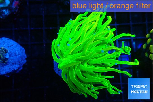 Euphyllia glabrescens Holly grail 4-7 cm WYSIWYG acclimaté