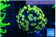 Euphyllia paraancora electro 3-6 cm WYSIWYG acclimaté