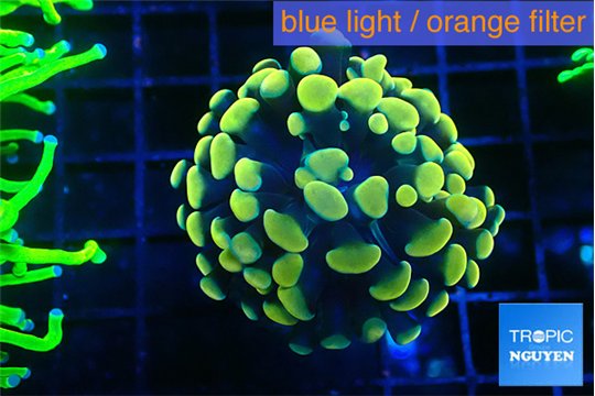 Euphyllia paraancora electro 3-6 cm WYSIWYG acclimaté