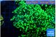 Euphyllia yayaemaensis green 4-8 cm WYSIWYG acclimaté