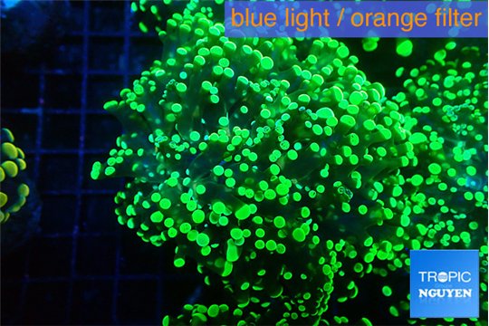 Euphyllia yayaemaensis green 4-8 cm WYSIWYG acclimaté