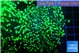 Euphyllia yayaemaensis green 6-8 cm WYSIWYG acclimaté