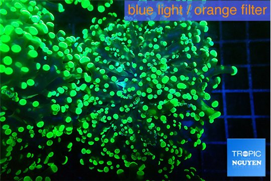 Euphyllia yayaemaensis green 6-8 cm WYSIWYG acclimaté