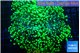 Euphyllia yayaemaensis green 6-9 cm WYSIWYG acclimaté