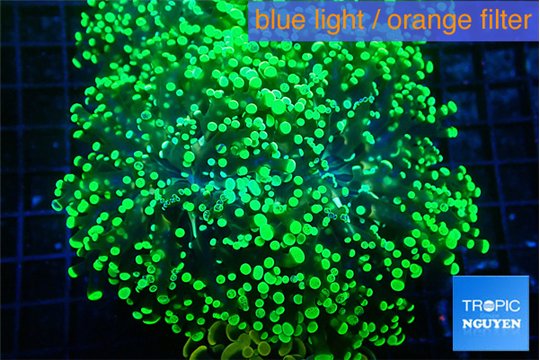 Euphyllia yayaemaensis green 6-9 cm WYSIWYG acclimaté