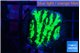 Merulina neon green 2-3 cm WYSIWYG acclimaté