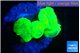 Caulastrea neon green 3-4 polyps WYSIWYG acclimaté