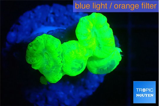 Caulastrea neon green 3-4 polyps WYSIWYG acclimaté