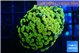 Euphyllia paraancora electro 3-5 cm WYSIWYG acclimaté