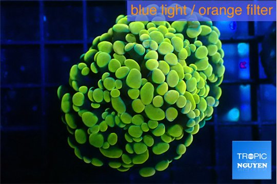 Euphyllia paraancora electro 3-5 cm WYSIWYG acclimaté