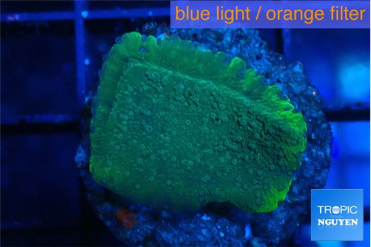 Montipora green & purple polyps 2 cm WYSIWYG acclimaté